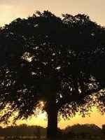 15458 Farm to Market Rd 487  