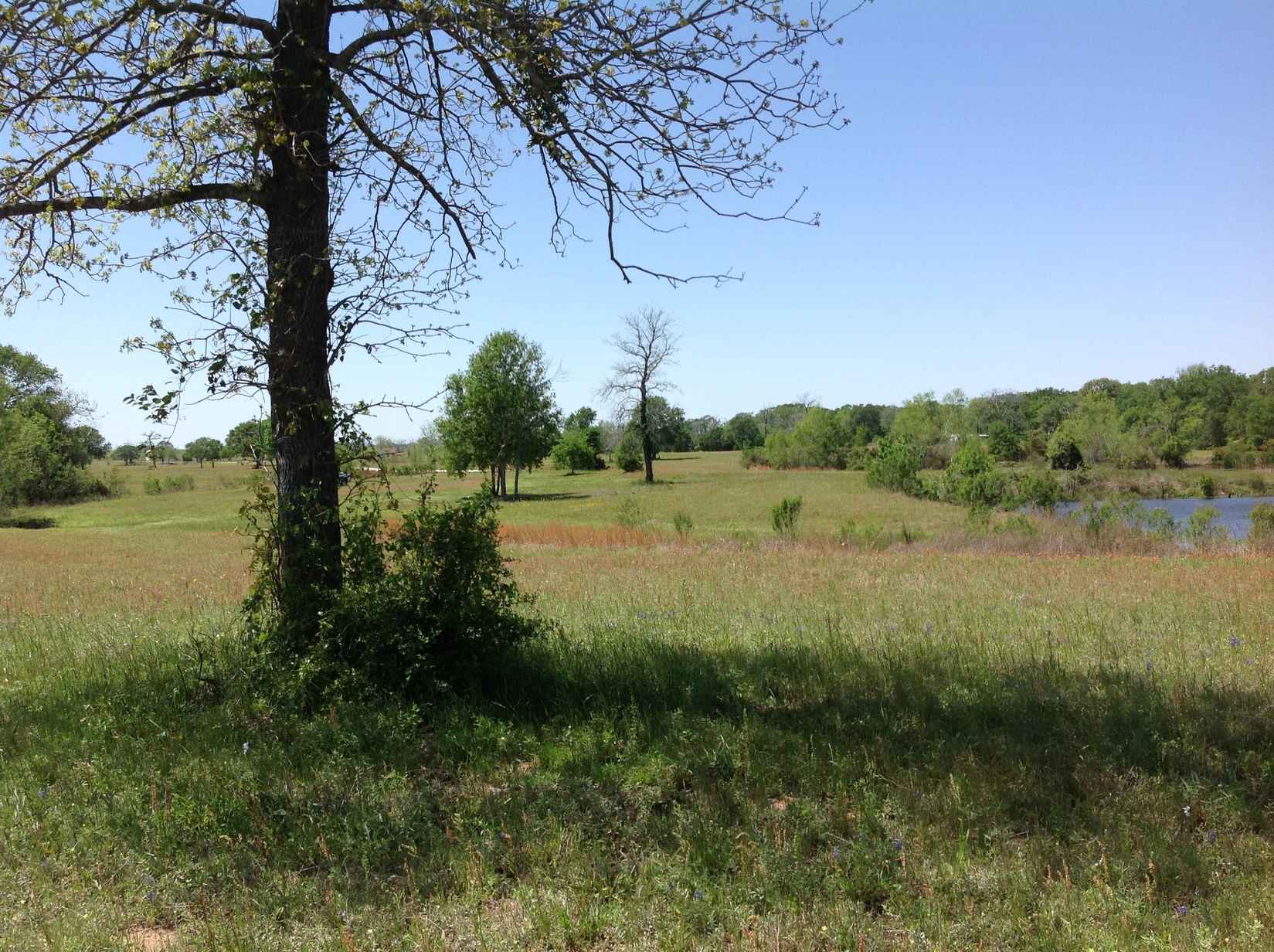 Legacy Lane off of FM 1736  