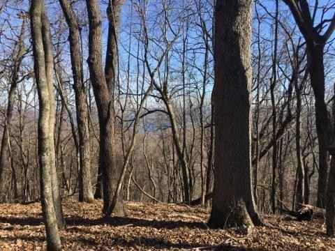 Lots 10 11 27 Lodge Dr/Oak Clf  