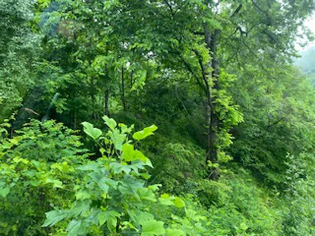 00 Jennys Fork Lot 2 Map 048-00-00-008 00  