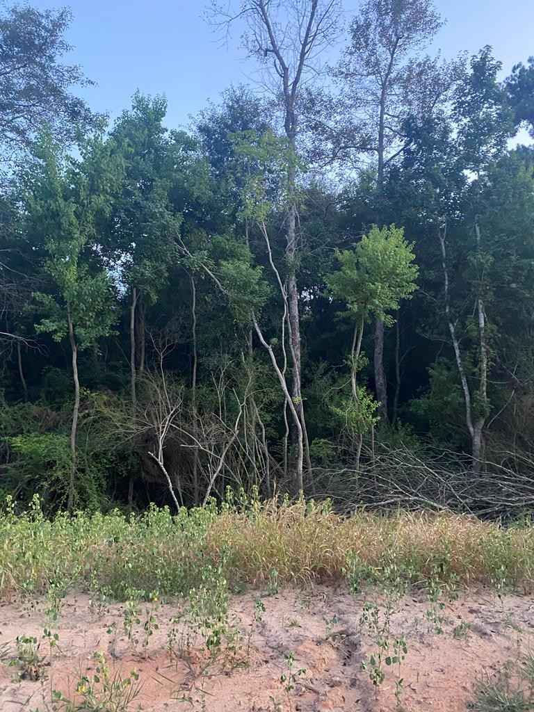 Lot 3 Hoskins Crk Rd  