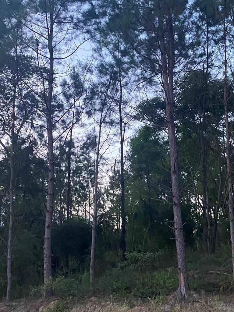 Lot 4 Hoskins Crk Rd  