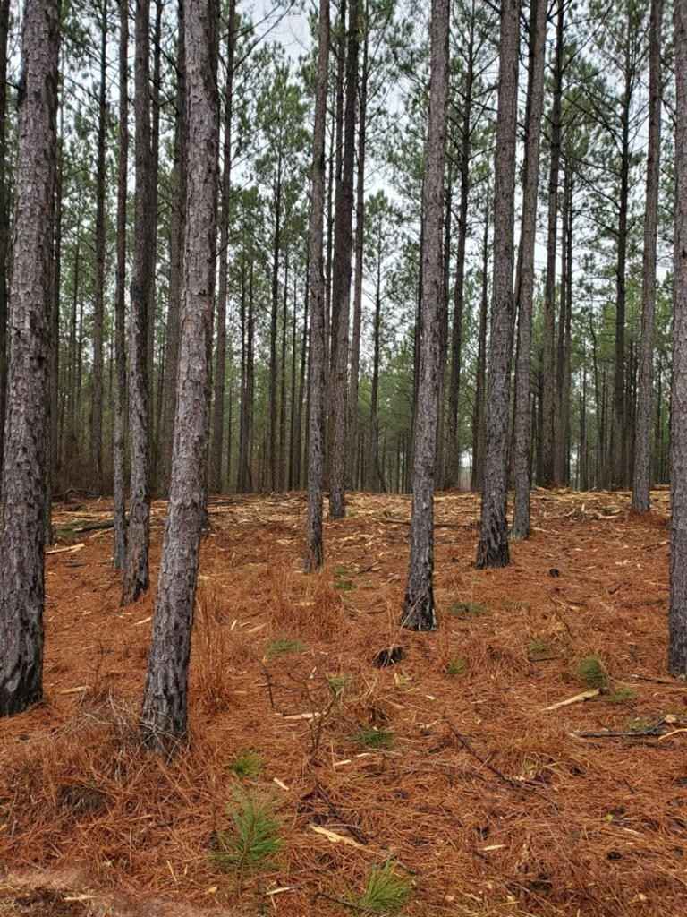 Lot 65 MAIDEN CANE Way  