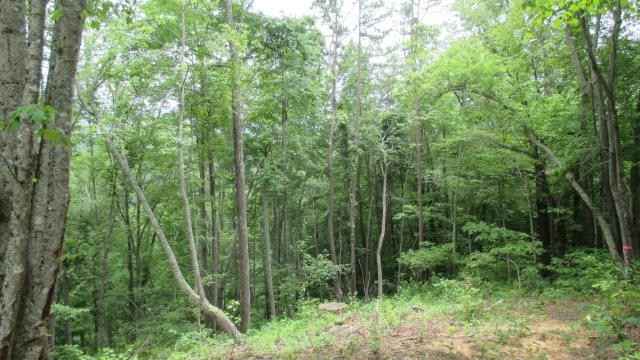 Lot 37 Deeplow Gap  