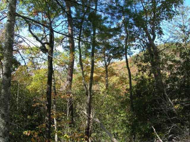Lot 4 Chimney Top Hts  