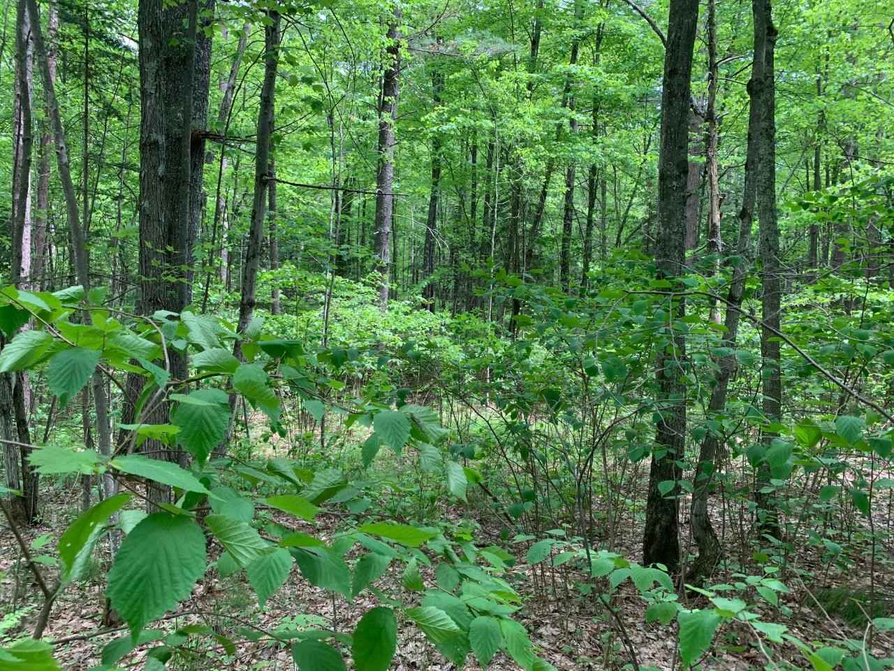 Lot 31 WHITETAILED DEER DR  