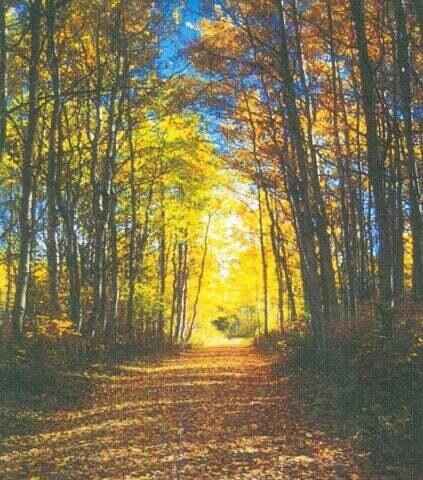 Lot 11 Bridlespur Ln  