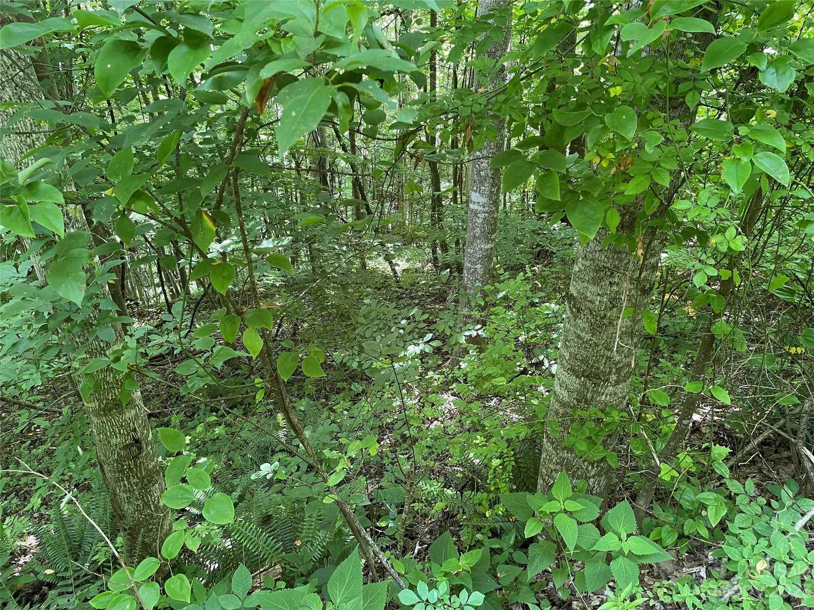 00 Elliotts Loop  