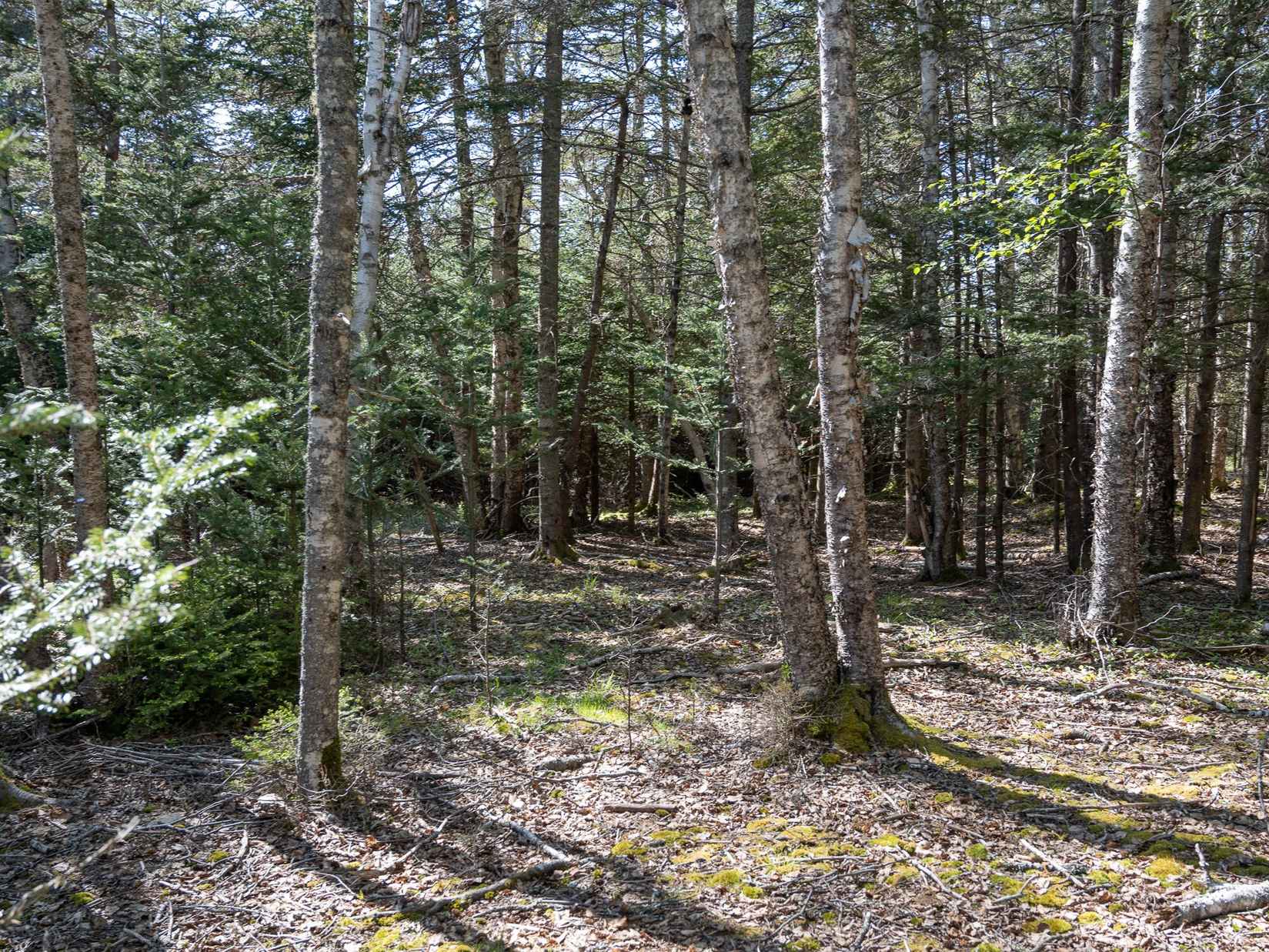 00 Sophie's Way Lot 4  