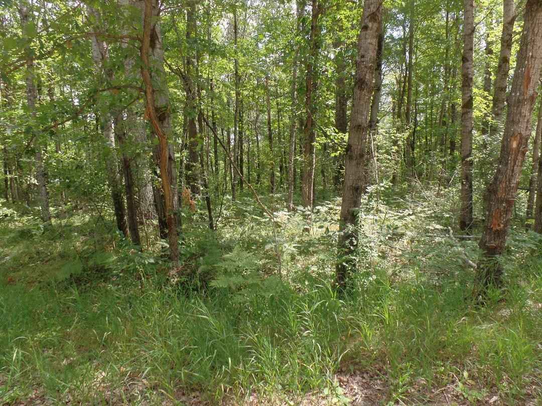 473 Deerwood/Pocahontas Trl  
