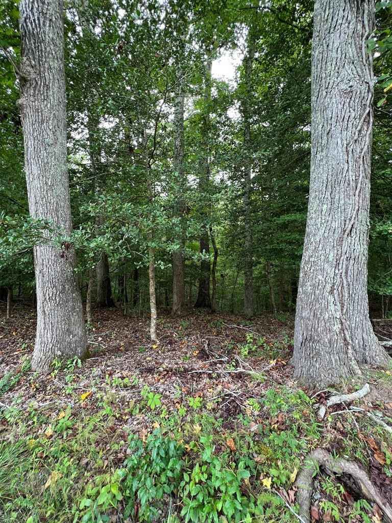 1 906 AC Davis Ml Rd  