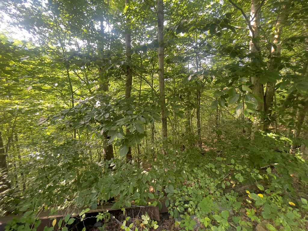 550 LEFT FORK MACES Crk RD  