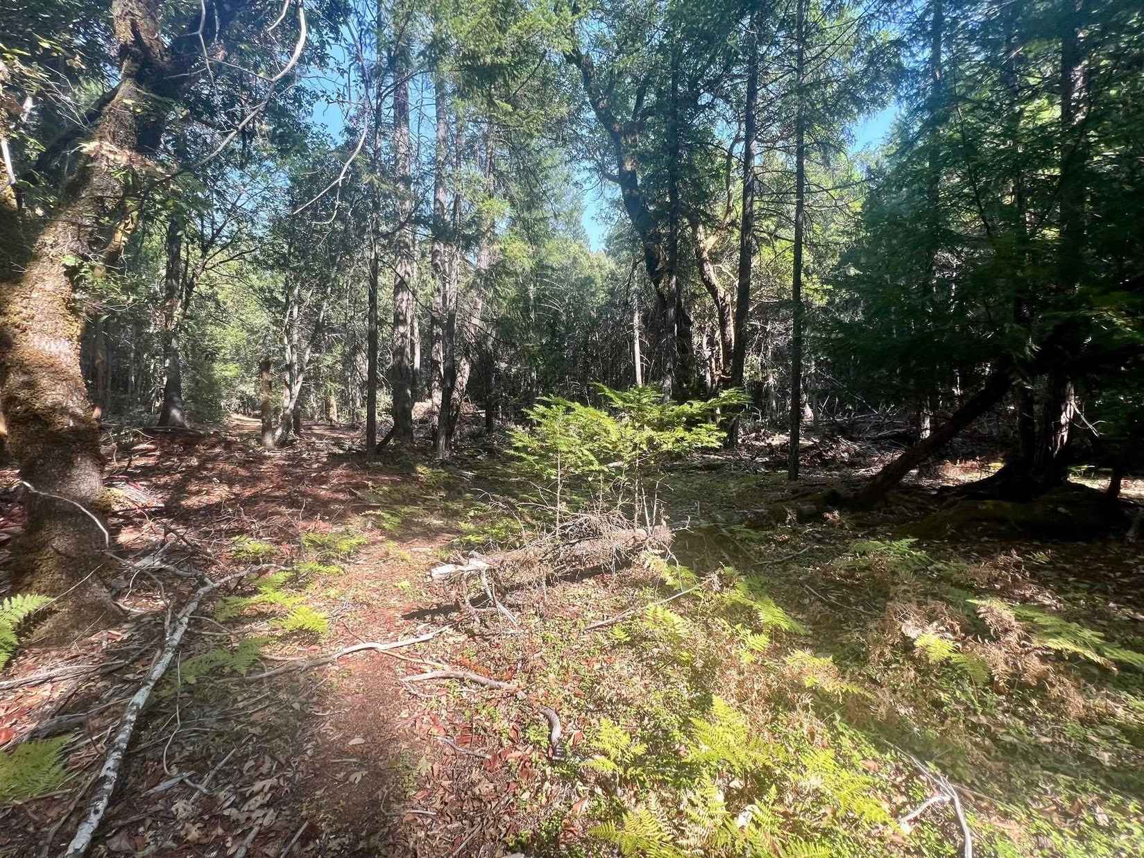 62 acres Forest Rd 15N19  