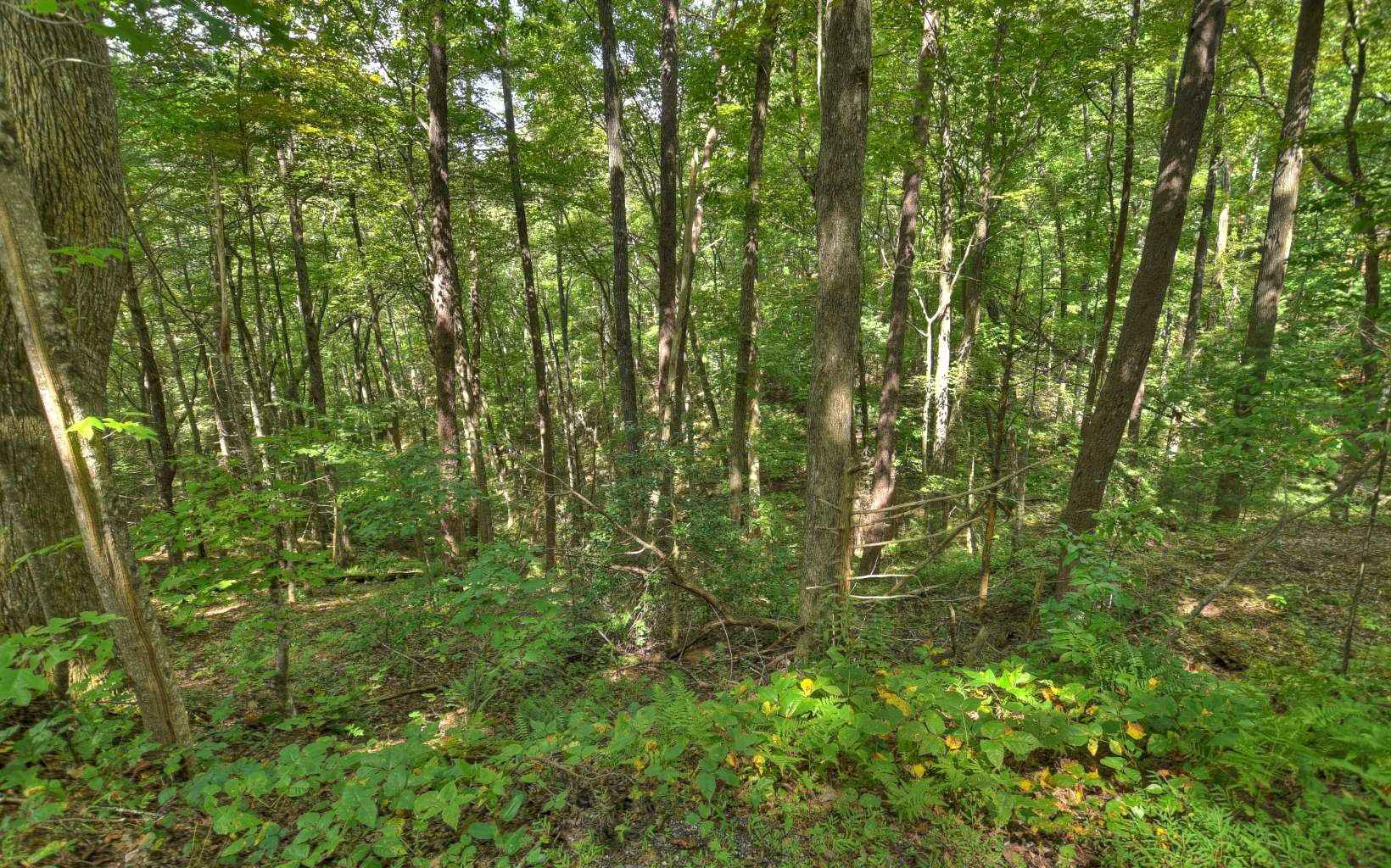 2 3 Spiva Cove Mtn Trl  