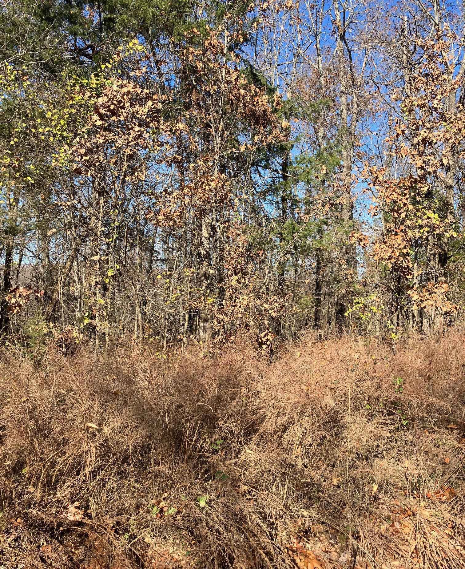 Lot 4 White Horse Mtn Rd  