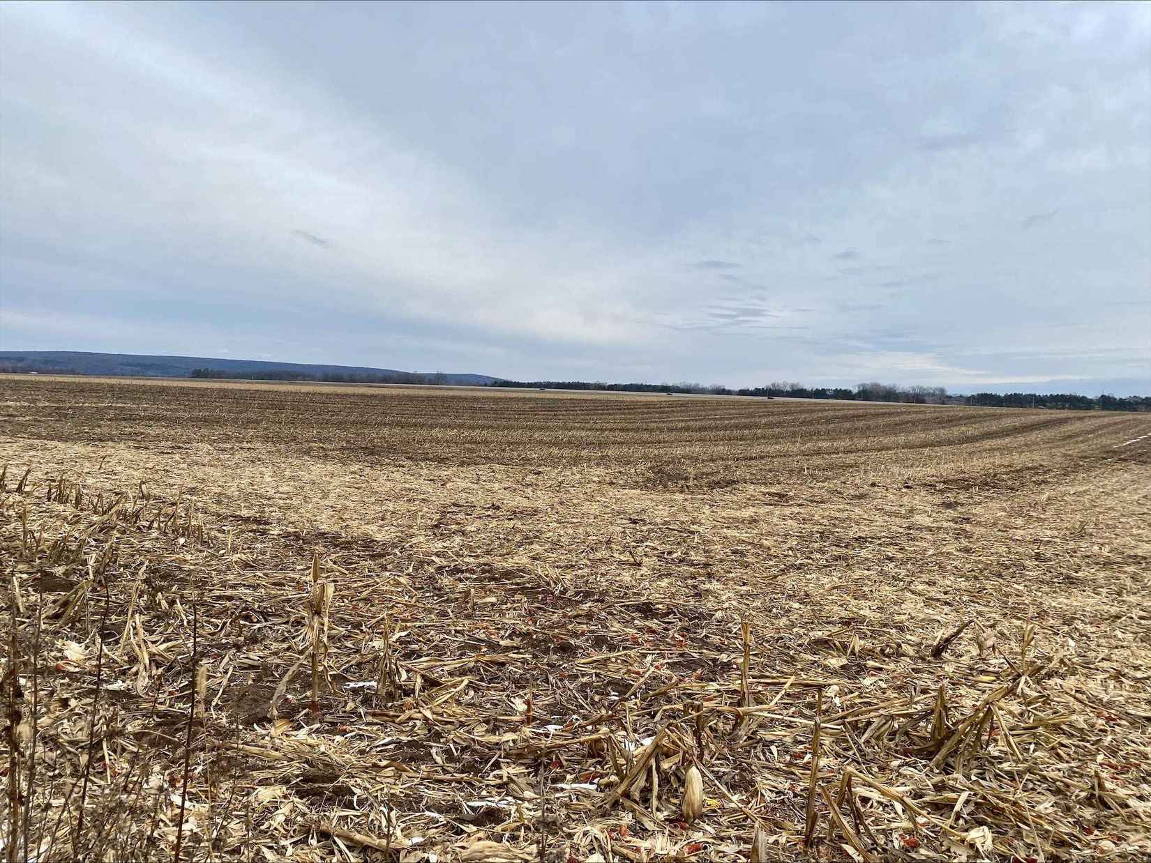 55 /- Acres Old Blf  