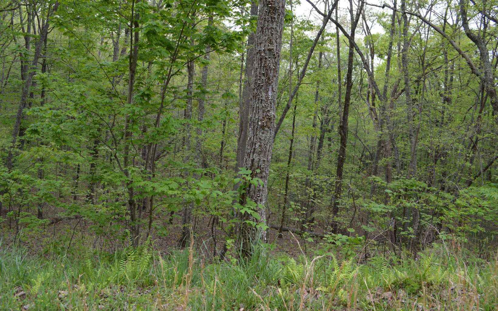 Lot 16 North Rdg Trl  