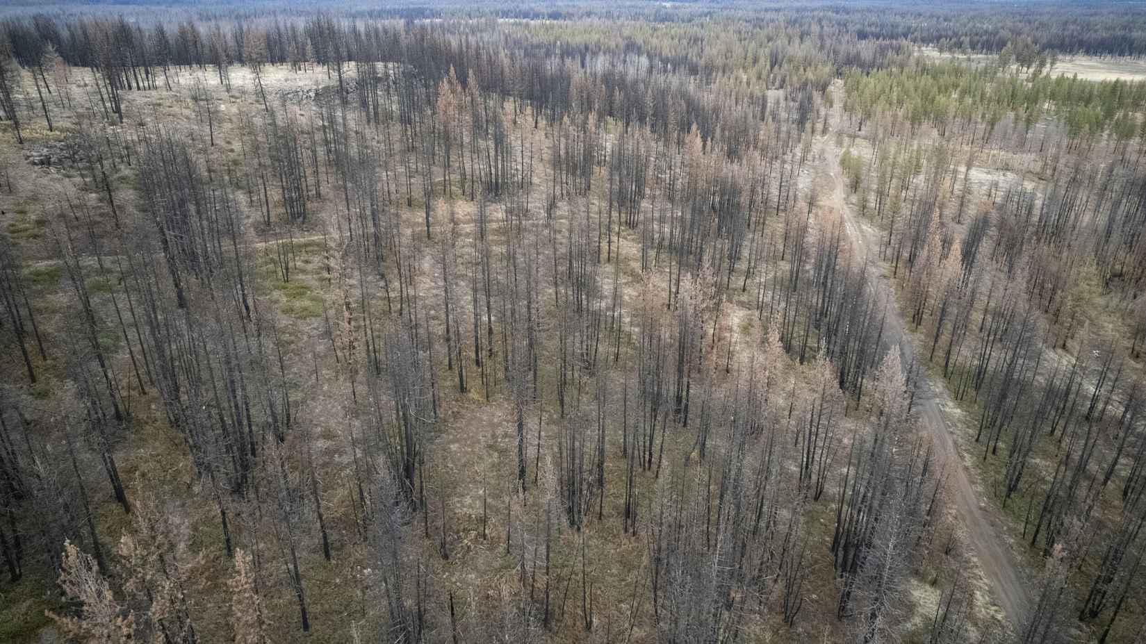 NF 4464 RD  