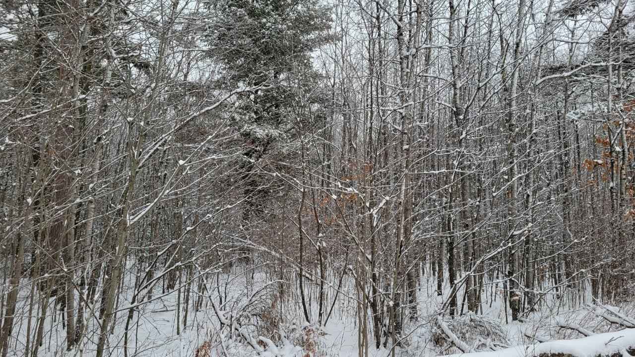 Lot 7 PINEWOOD CT  