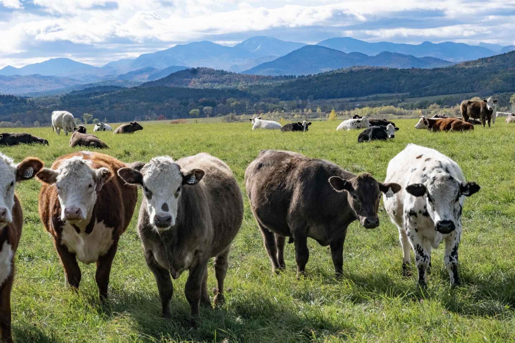 1212 Whallons Bay Rd  