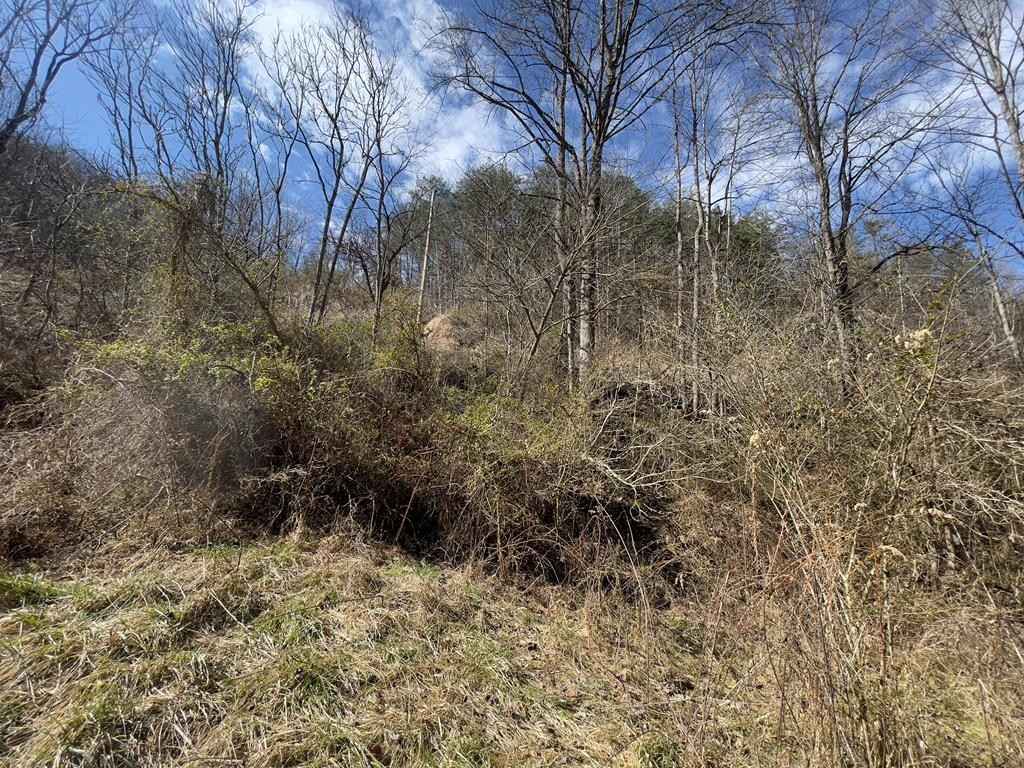 00 Left Fork of Toler  