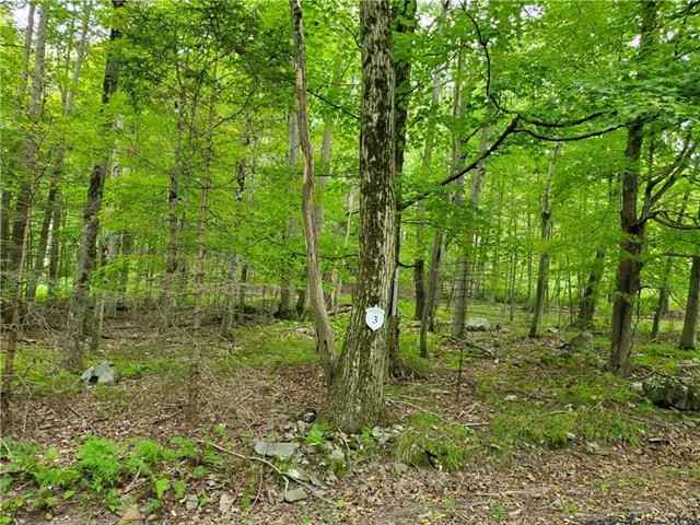 3 Tall Oak  