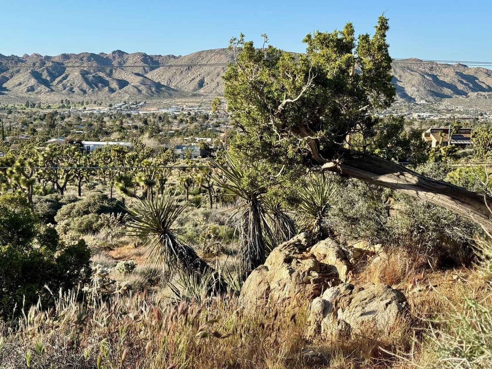 55650 Desert Gold Dr  