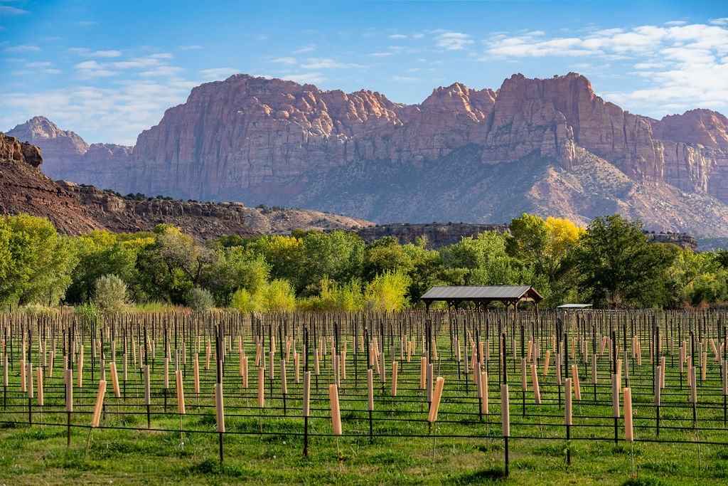 Mindira Vineyard - Lot 3  