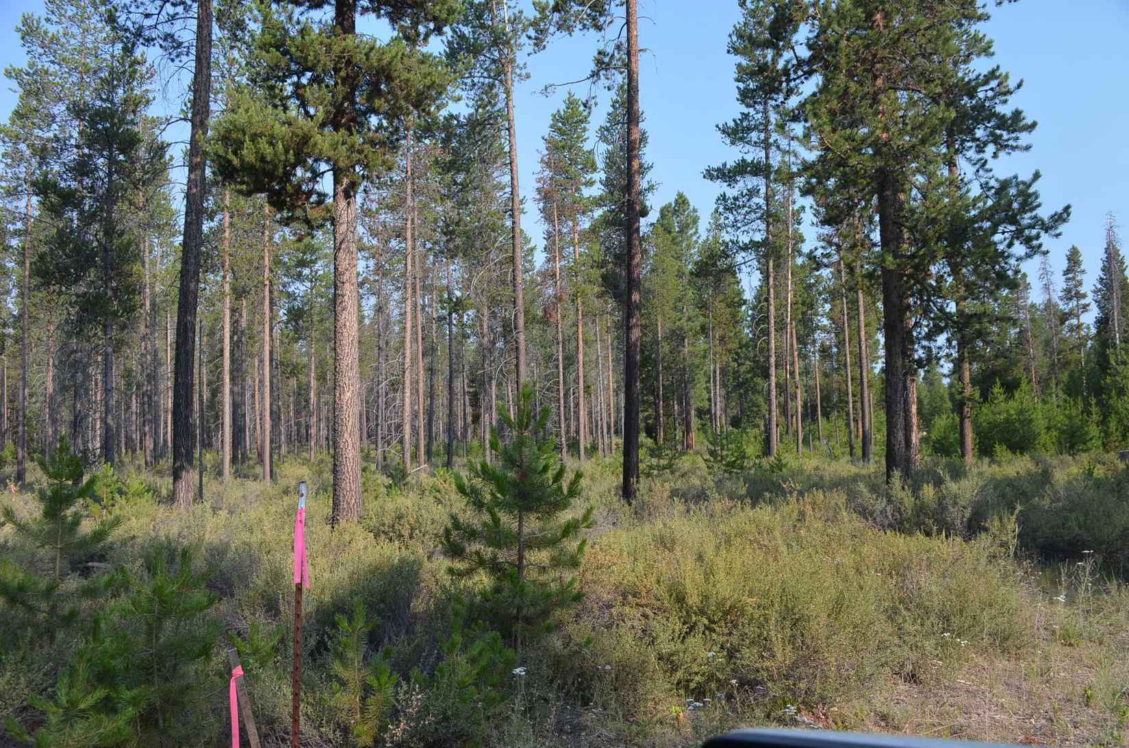 0 Bitterbrush Ln  