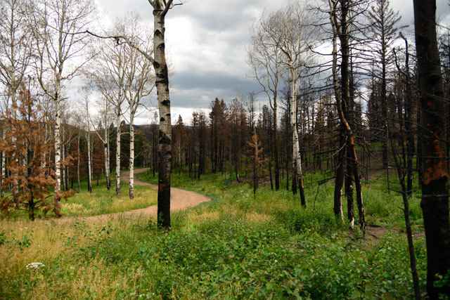 Lot 554 Coleman Pl  