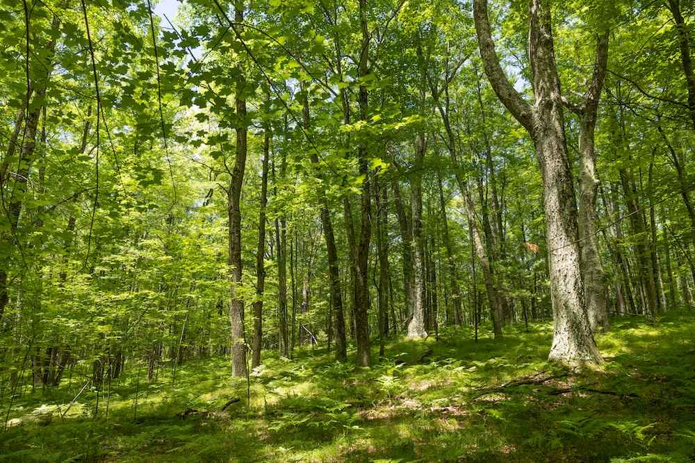 546 N Frank Smith Rd  