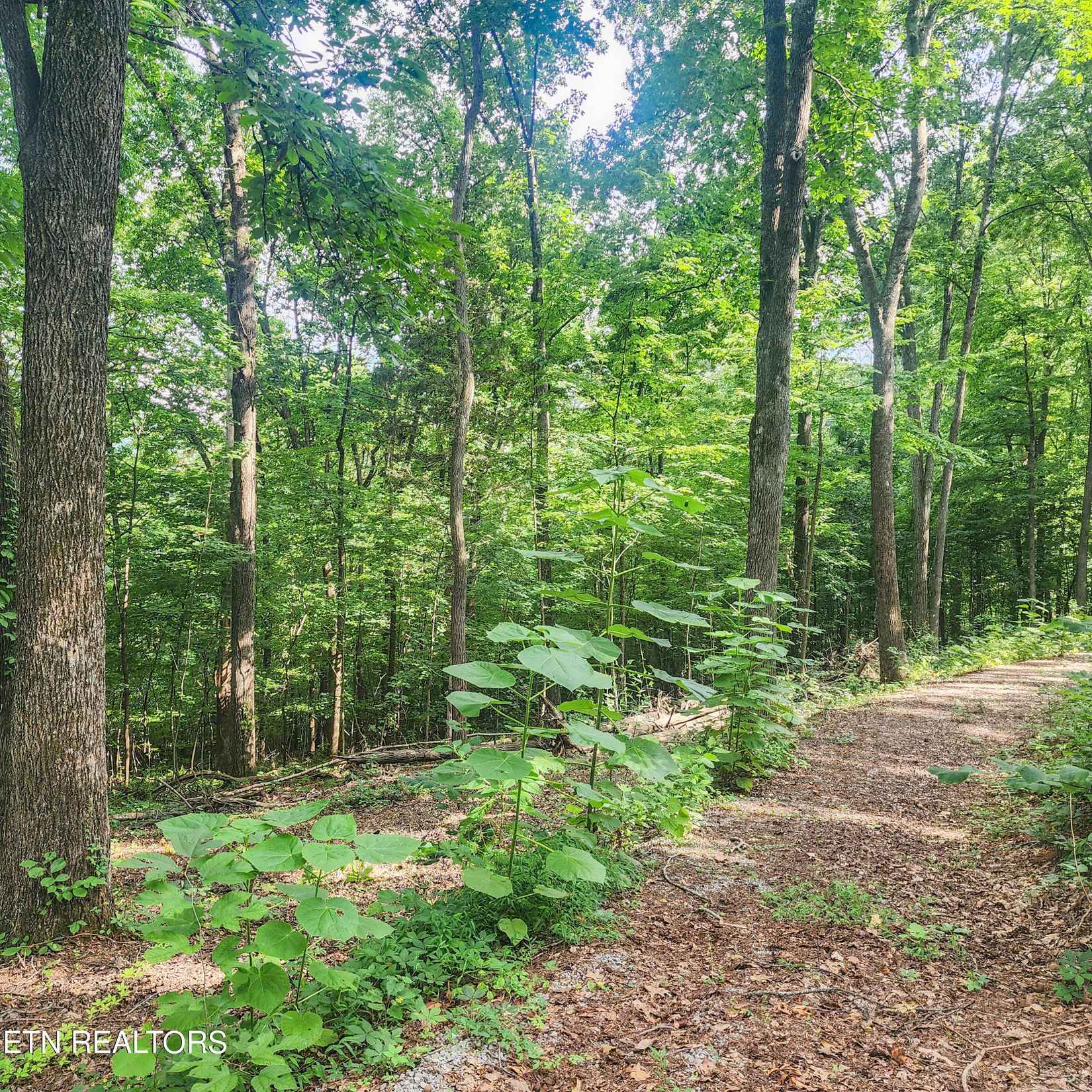 275 Dogwood Ln  