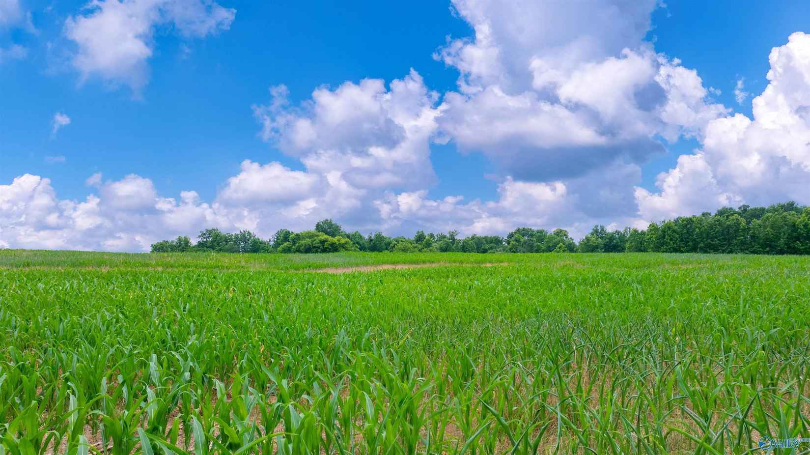 28 Acres County Rd 62  