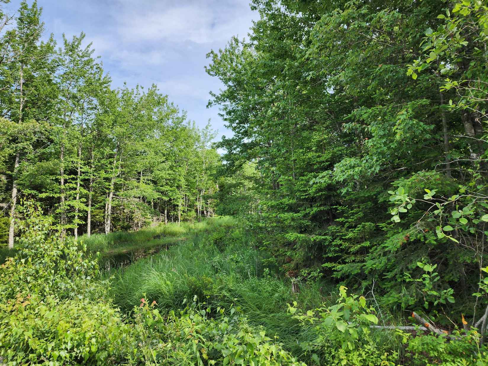 53 Woodland Dr  