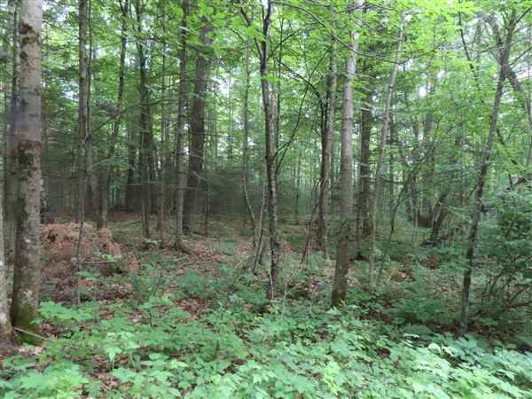 Lot 12 OFF Blackwell Jct Rd  