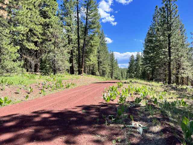 Lot 39 Golden Ln  