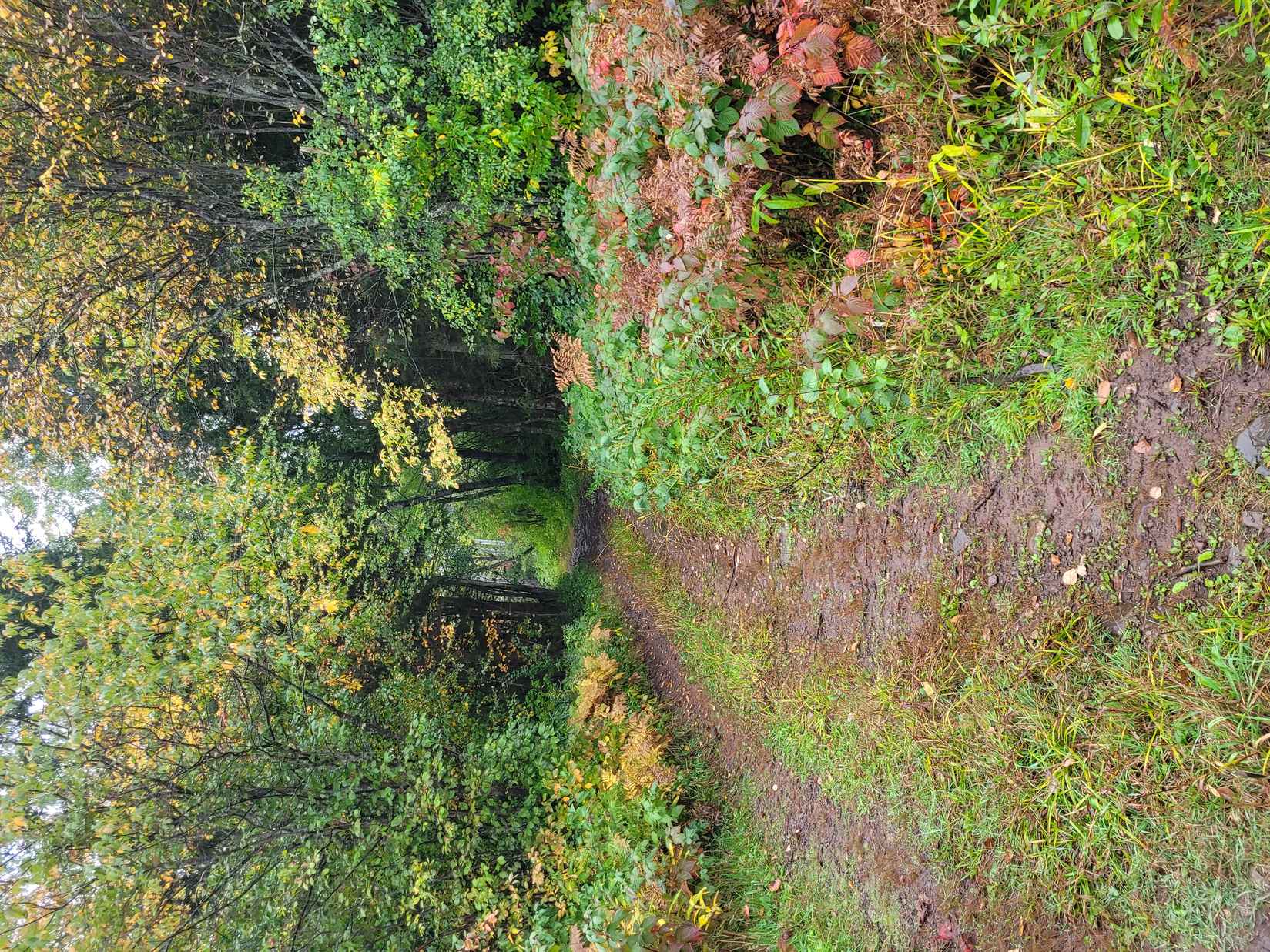 9 88 Acres on Hwy 51  