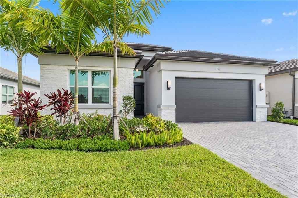 12467 Purple Ficus  