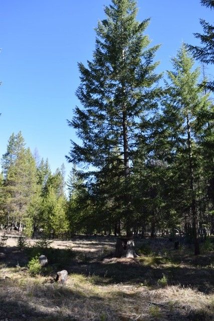Timberland Property in Missoula County, Montana