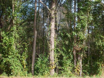 Timberland Property in Tift County, Georgia