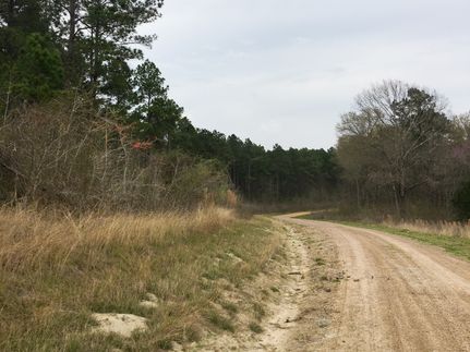 Undeveloped Land in San Jacinto County, Texas