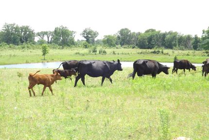 Timberland Property in Hughes County, Oklahoma