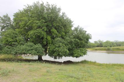 Timberland Property in Jim Wells County, Texas