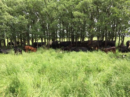 Farm and Ranch in Coal County, Oklahoma