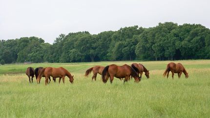 Land in Kaufman County, Texas