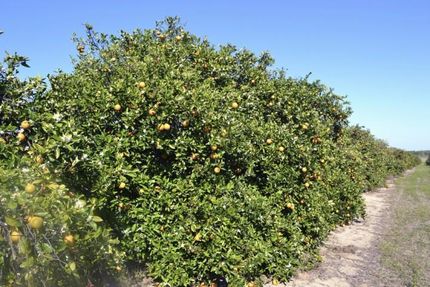 Undeveloped Land in Hillsborough County, Florida
