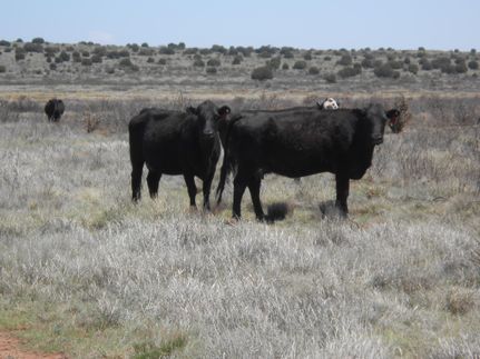 Farm and Ranch in Guadalupe County, New Mexico