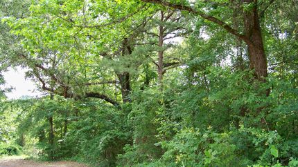 Undeveloped Land in Smith County, Texas