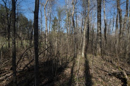 Undeveloped Land in Crow Wing County, Minnesota
