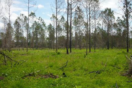 Farm and Ranch in Covington County, Alabama